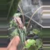 plant/Nobilis Pink Low Var Mama-1-thumbnail