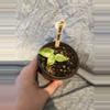 plant/Alocasia Odora Batik-1-thumbnail