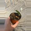 plant/Alocasia Polly-1-thumbnail