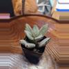 plant/Kalanchoe Tomentosa "Panda Plant"-1-thumbnail