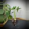 plant/Alocasia Frydek Tattoo/Emerald Tide-1-thumbnail