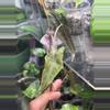 plant/Nobilis Pink Low Var Mama-3-thumbnail