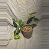 plant/epipremnum pinnatum albo-0-thumbnail