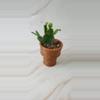 plant/🍫Icecream Cone-0-thumbnail