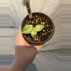 plant/Alocasia Odora Batik-2-thumbnail