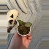 plant/Hoya NS-05-240-0-thumbnail