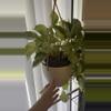 plant/Snow Queen Pothos Cutting-2-thumbnail