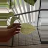 plant/Snow Queen Pothos Cutting-0-thumbnail