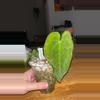 plant/Anthurium with cat nibbles-0-thumbnail