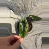 plant/Alocasia Scalprum-1-thumbnail