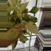 plant/Snow Queen Pothos Cutting-1-thumbnail