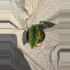 plant/Alocasia Scalprum-2-thumbnail