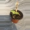 plant/Alocasia Odora Batik-0-thumbnail