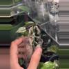 plant/Amazonica Polly Pink-0-thumbnail