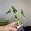 plant/Alocasia Frydek Tattoo/Emerald Tide-2-thumbnail