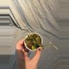 plant/Hoya Curtisii Cutting-0-thumbnail
