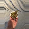 plant/Hoya Adrift -0-thumbnail