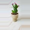 plant/Icecream Cone -0-thumbnail