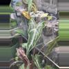 plant/Nobilis Pink Low Var Mama-2-thumbnail