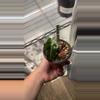 plant/Alocasia Polly or Alocasia Bambino (NOID) -0-thumbnail