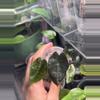 plant/Amazonica Polly Pink-2-thumbnail