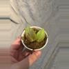 plant/Hoya Teacup Anenome-1-thumbnail