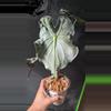 plant/Alocasia Venom CROM-0-thumbnail