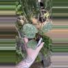 plant/PL598: 2” 4 leaf Hoya Deykeae Morning Dew-0-thumbnail