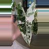 plant/Alocasia Frederick Var CORM-0-thumbnail