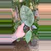 plant/PL570: 2” Hoya Pangea Silver-0-thumbnail