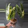 plant/Alocasia Frederick Var CORM-2-thumbnail