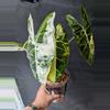 plant/Alocasia Frederick Var CORM-1-thumbnail