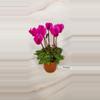 plant/Flowering Cyclamen-0-thumbnail