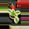 plant/HIGH VARIEGATION AFRICAN VIOLET-0-thumbnail