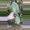 plant/PL582: 2 plants in 1! 2” Hoya Forbesii Silver-0-thumbnail