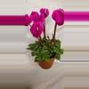 plant/Flowering Cyclamen-1-thumbnail