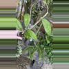 plant/PL588: Hoya Callistophylla Veinles-0-thumbnail