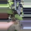 plant/Pal622: Hoya Tomatoensis-0-thumbnail
