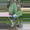plant/PL145: 2” HUGE Hoya Meredithii Round Leaf-0-thumbnail