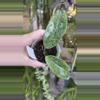 plant/PL590: 2” Hoya Incrassata Silver-0-thumbnail