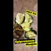 plant/Epipremnum Manjula-0-thumbnail