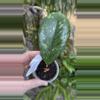 plant/PL591: 1” Hoya Meredithii Splash-0-thumbnail