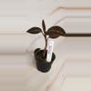 plant/💎Jewel Orchid Spiderman-1-thumbnail