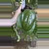plant/PL587: 2” 2 leaf Hoya Dinner Plate-0-thumbnail