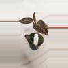 plant/💎Jewel Orchid Spiderman-0-thumbnail