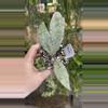 plant/PL574: 2” 3 leaf Hoya Flagellata Silver-0-thumbnail