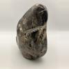 plant/Hampton Butte Petrified Wood - Agatized & Opalized - 1lb 13.85oz-2-thumbnail