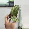 plant/3028 Scindapsus kiara -0-thumbnail