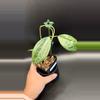 plant/Hoya Sarawak Narrow Leaf (nice sheen on leaves)-0-thumbnail