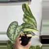 plant/3280 Maharlika -0-thumbnail